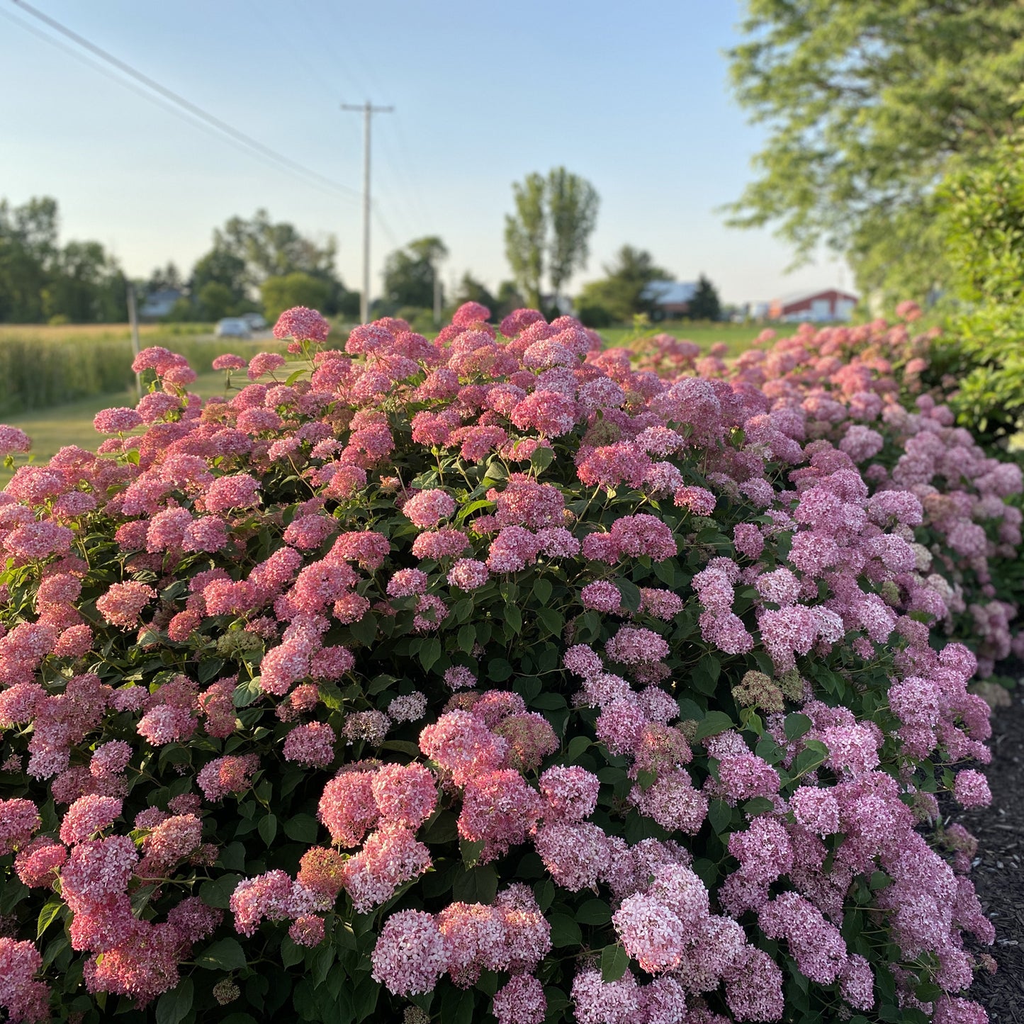 Invincibelle® Spirit II Smooth Hydrangea - Photo Property of Garden Crossings LLC