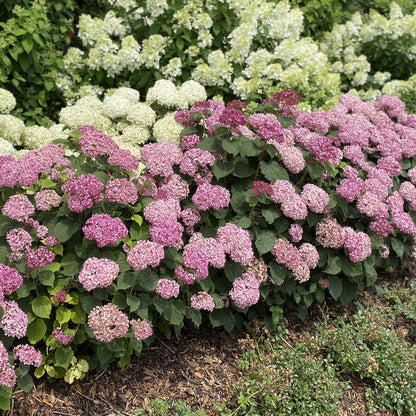 Invincibelle® Spirit II Smooth Hydrangea - Photo Property of Garden Crossings LLC