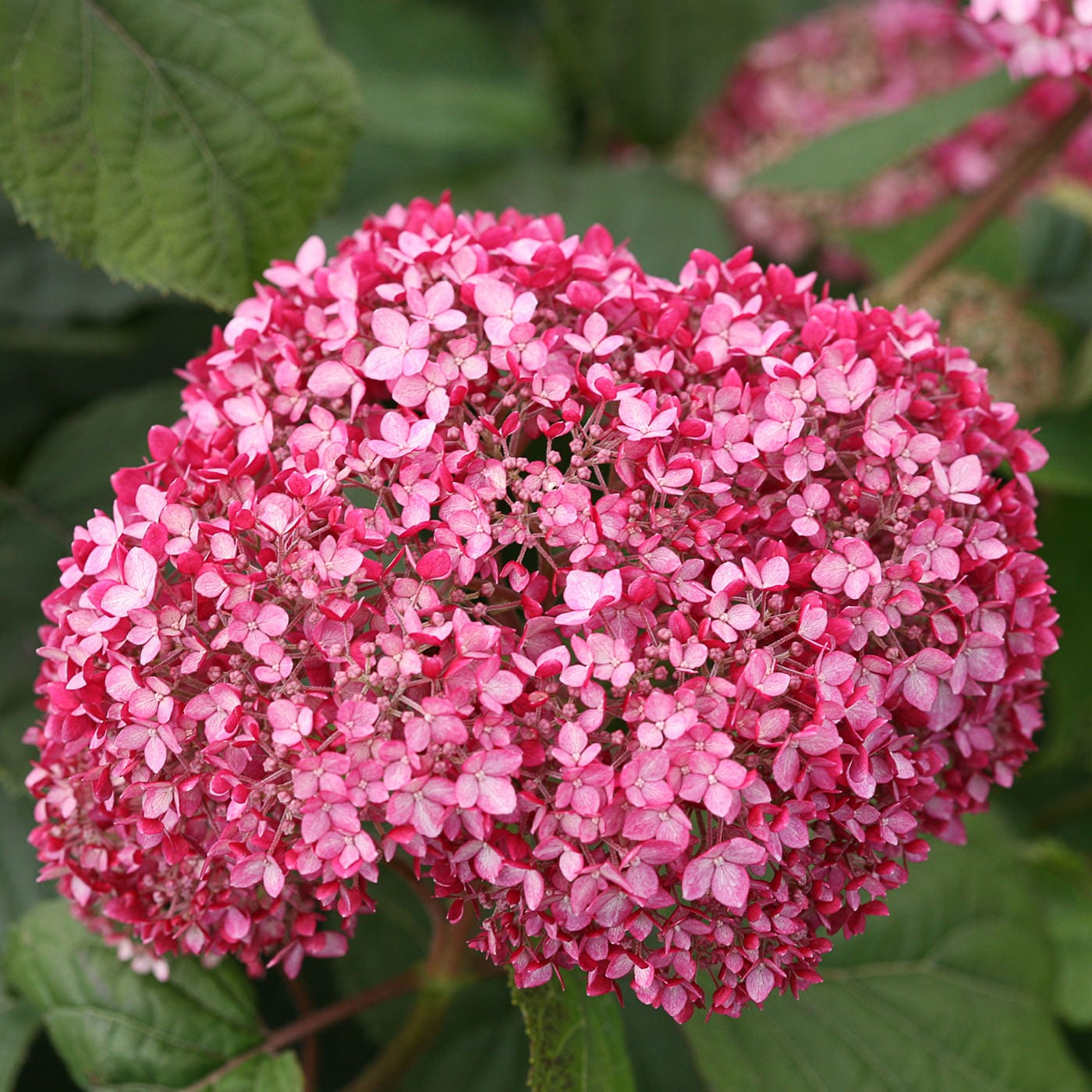 Invincibelle® Spirit II Smooth Hydrangea - Photo Courtesy of Proven Winners, Inc.