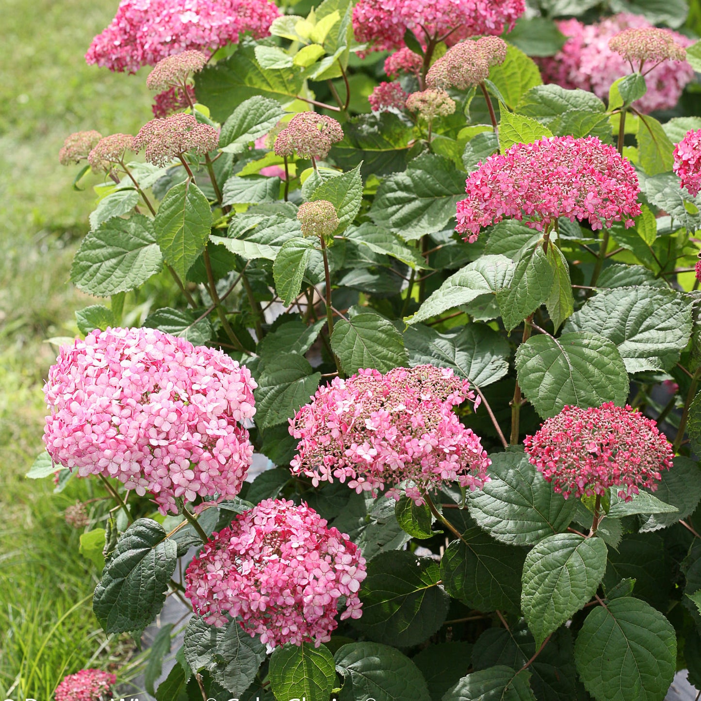 Invincibelle® Spirit II Smooth Hydrangea - Photo Courtesy of Proven Winners, Inc.