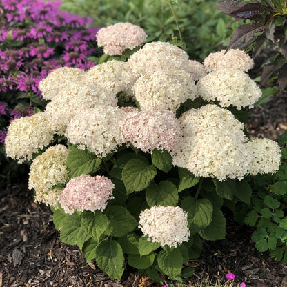 Invincibelle Wee White® Smooth Hydrangea - Photo Property of Garden Crossings LLC