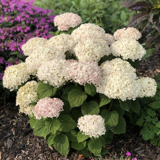 The Invincibelle Wee White® Smooth Hydrangea is a compact shrub with large clusters of white and pale pink flowers, set among green leaves in a mulched garden bed alongside other purple flowering plants. - Photo Property of Garden Crossings LLC
