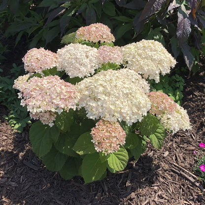 Invincibelle Wee White® Smooth Hydrangea - Photo Property of Garden Crossings LLC
