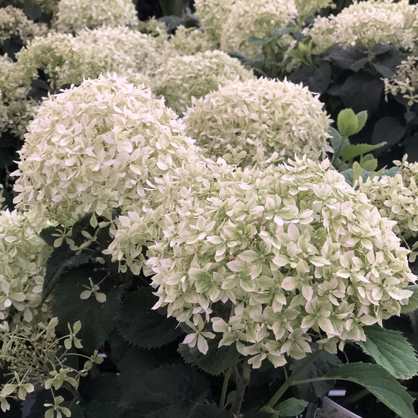 Invincibelle Wee White® Smooth Hydrangea - Photo Property of Garden Crossings LLC
