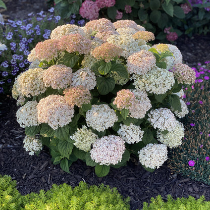 Invincibelle Wee White® Smooth Hydrangea - Photo Property of Garden Crossings LLC