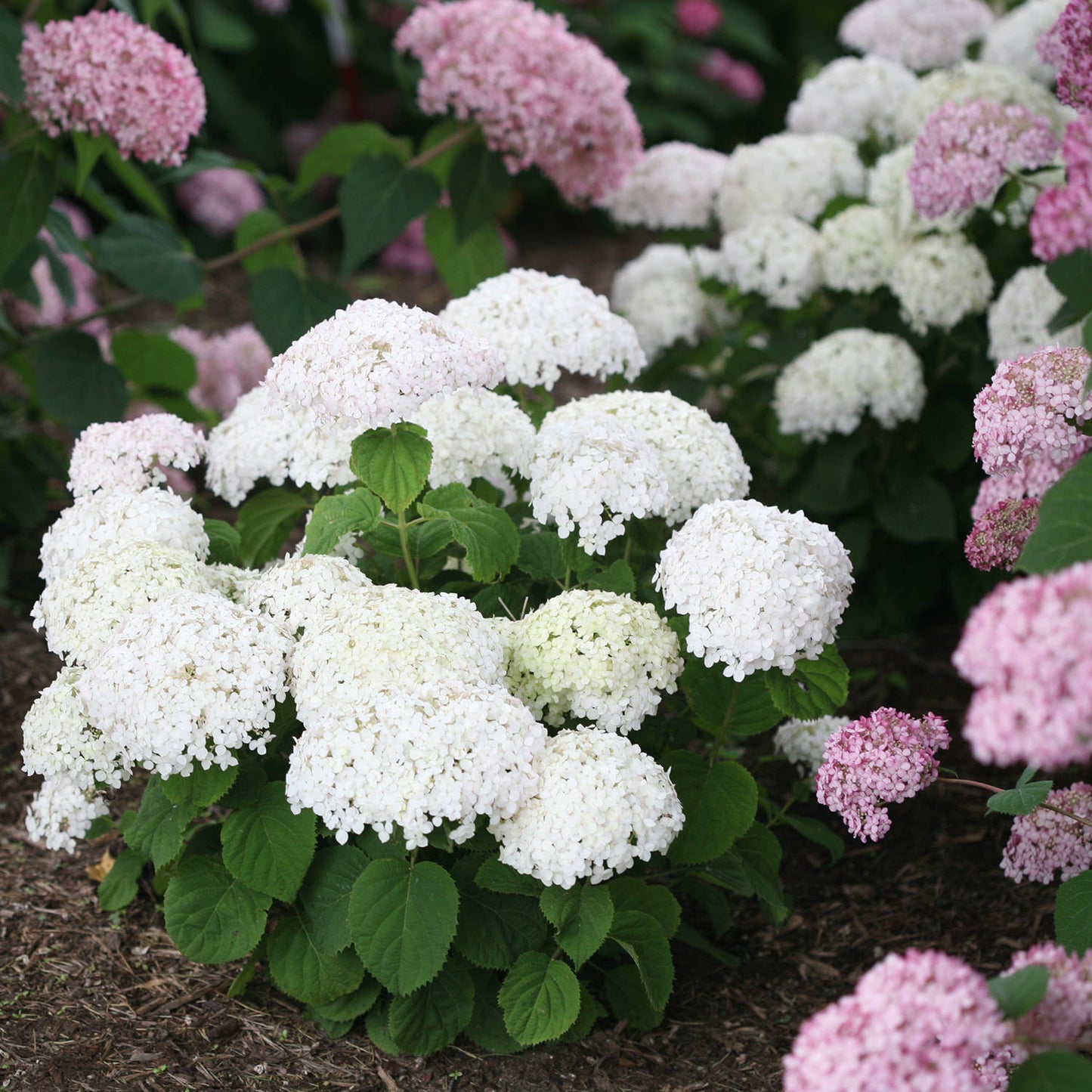 Invincibelle Wee White® Smooth Hydrangea - Photo Courtesy of Proven Winners, Inc.