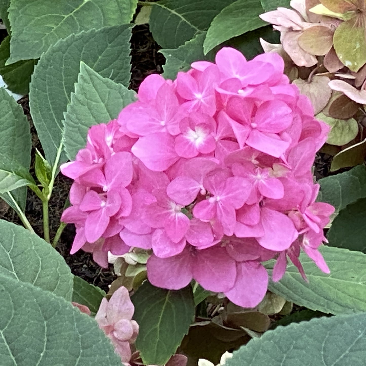 Let's Dance Â¡Arriba!® Bigleaf Hydrangea - Photo Property of Garden Crossings LLC