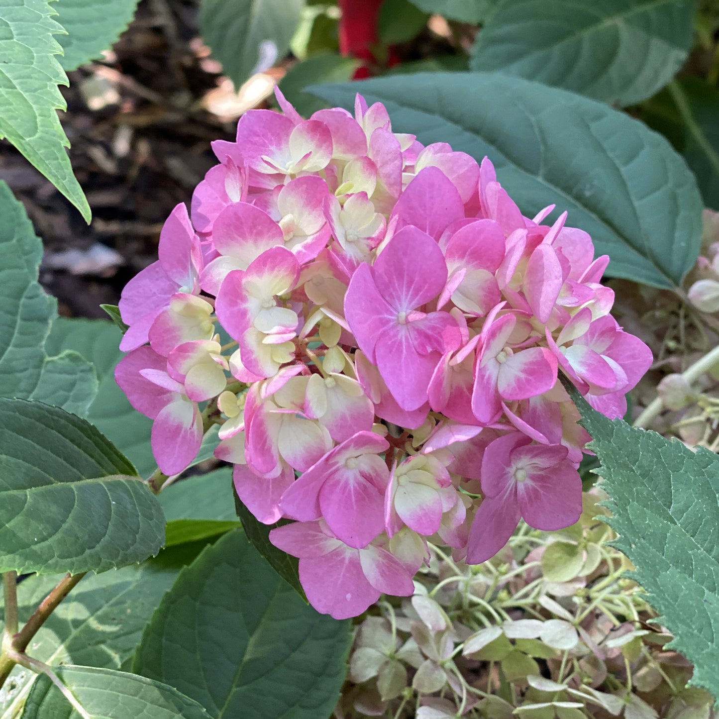 Let's Dance Â¡Arriba!® Bigleaf Hydrangea - Photo Property of Garden Crossings LLC