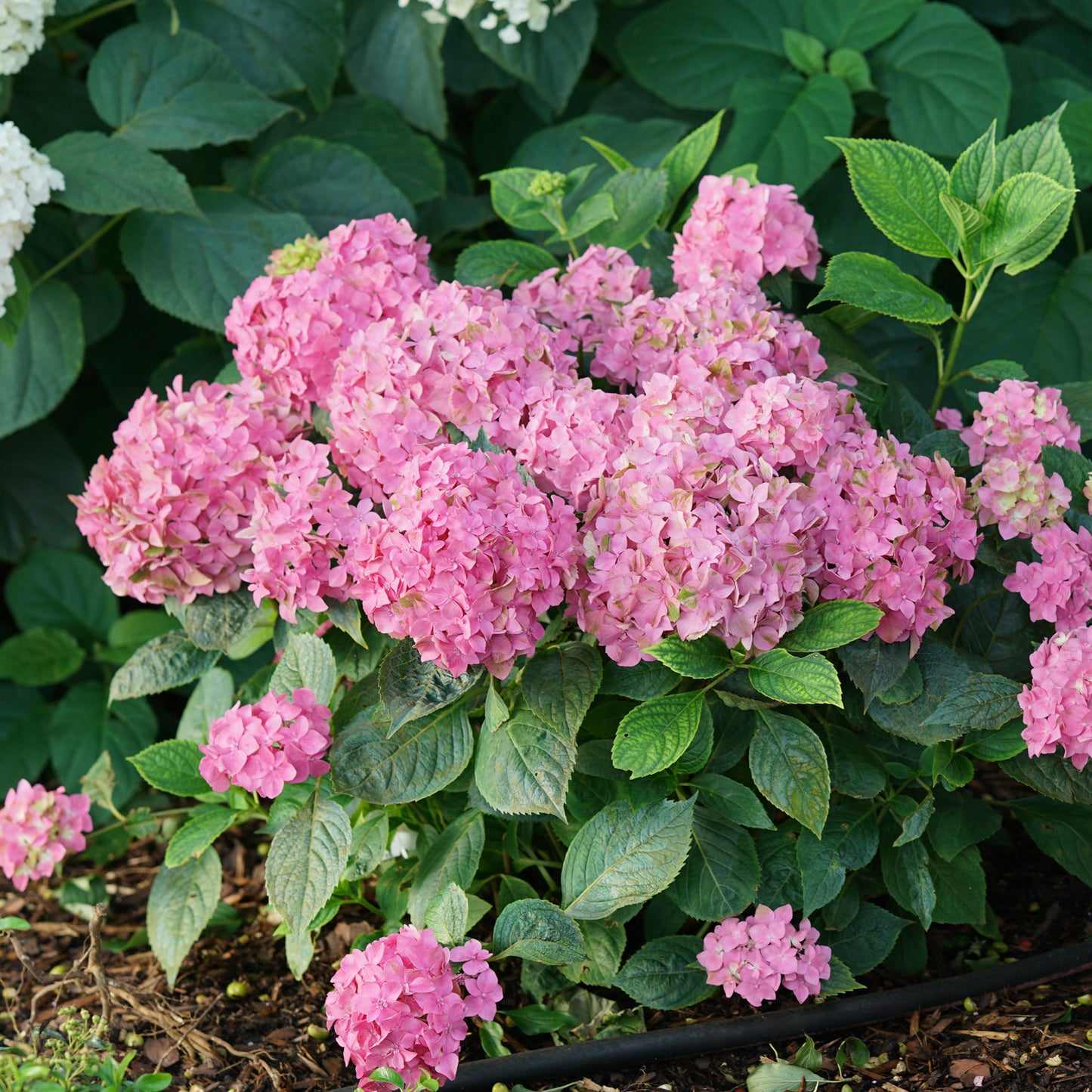 Let's Dance Â¡Arriba!® Bigleaf Hydrangea - Photo Courtesy of Proven Winners, Inc.