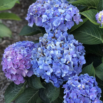 Let's Dance® Blue Jangles® Bigleaf Hydrangea - Photo Property of Garden Crossings LLC