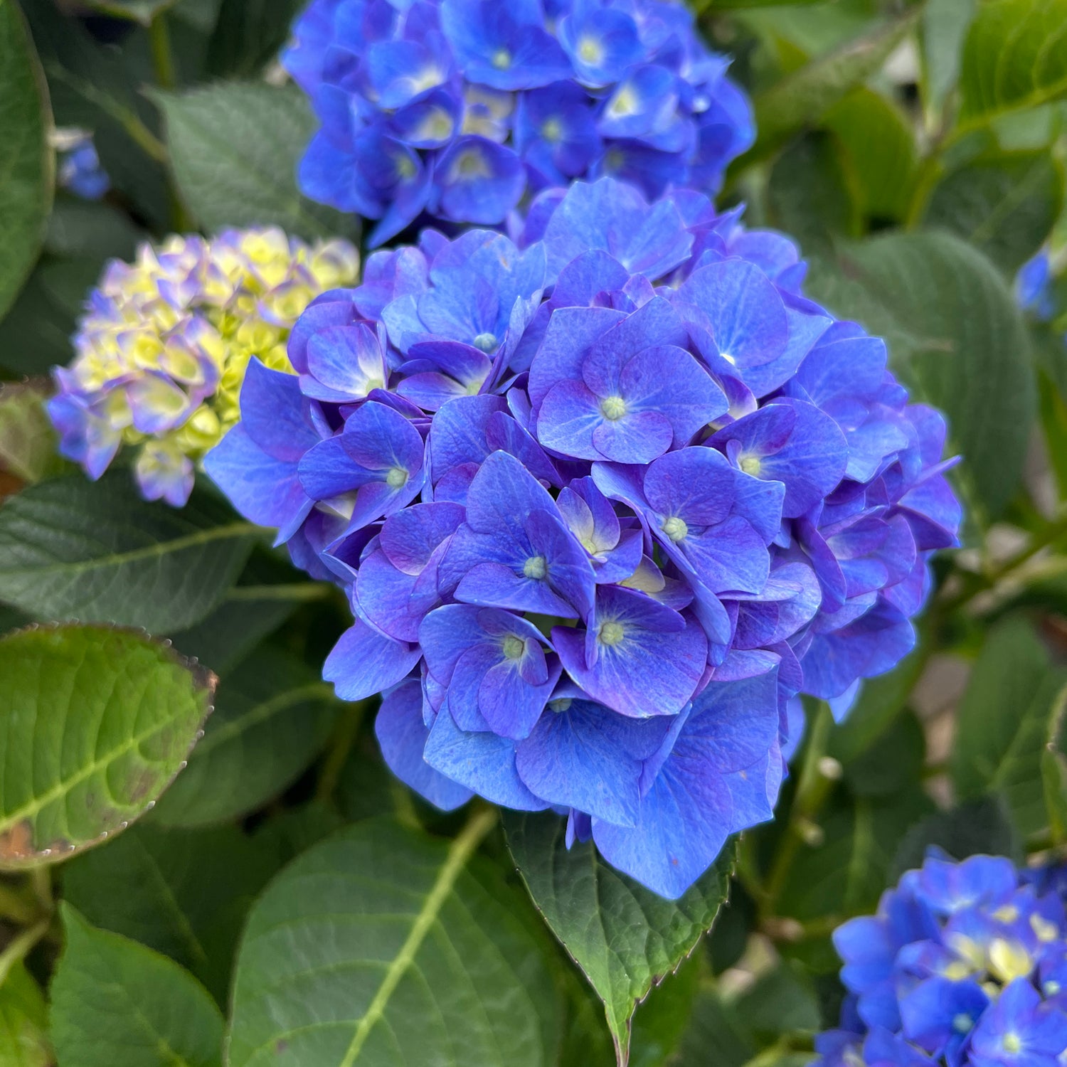 Let's Dance® Blue Jangles® Bigleaf Hydrangea| Garden Crossings