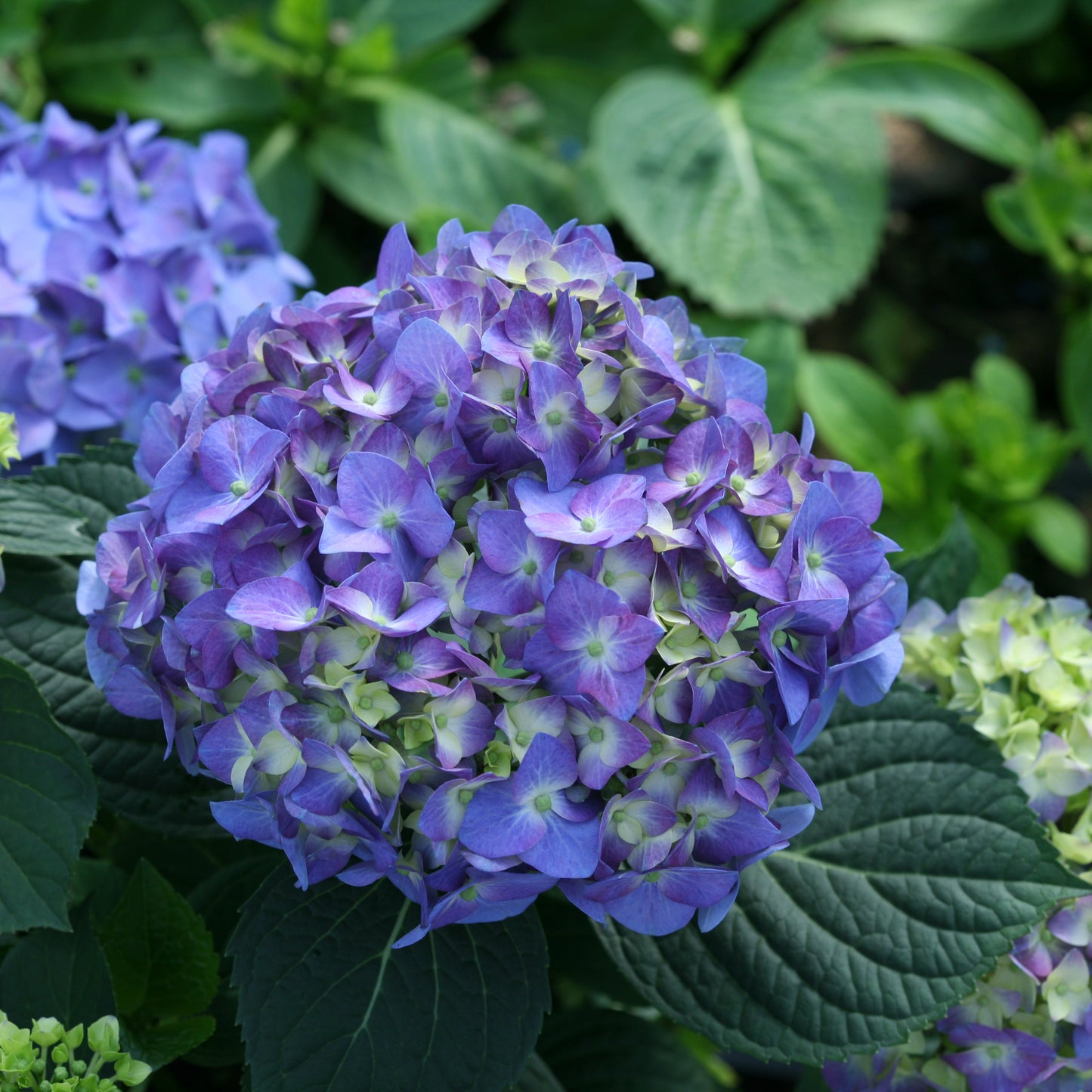 Let's Dance® Blue Jangles® Bigleaf Hydrangea - Photo Courtesy of Proven Winners, Inc.