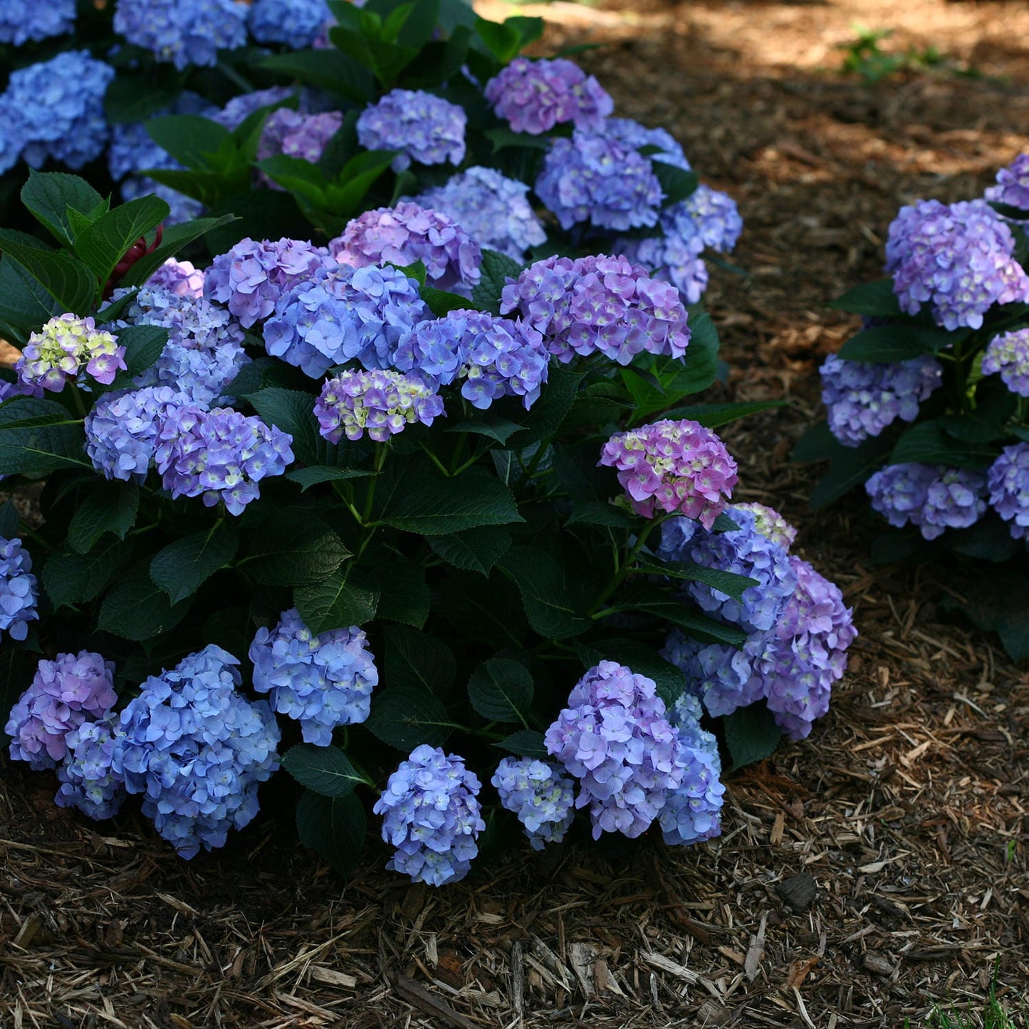 Let's Dance® Blue Jangles® Bigleaf Hydrangea - Photo Courtesy of Proven Winners, Inc.