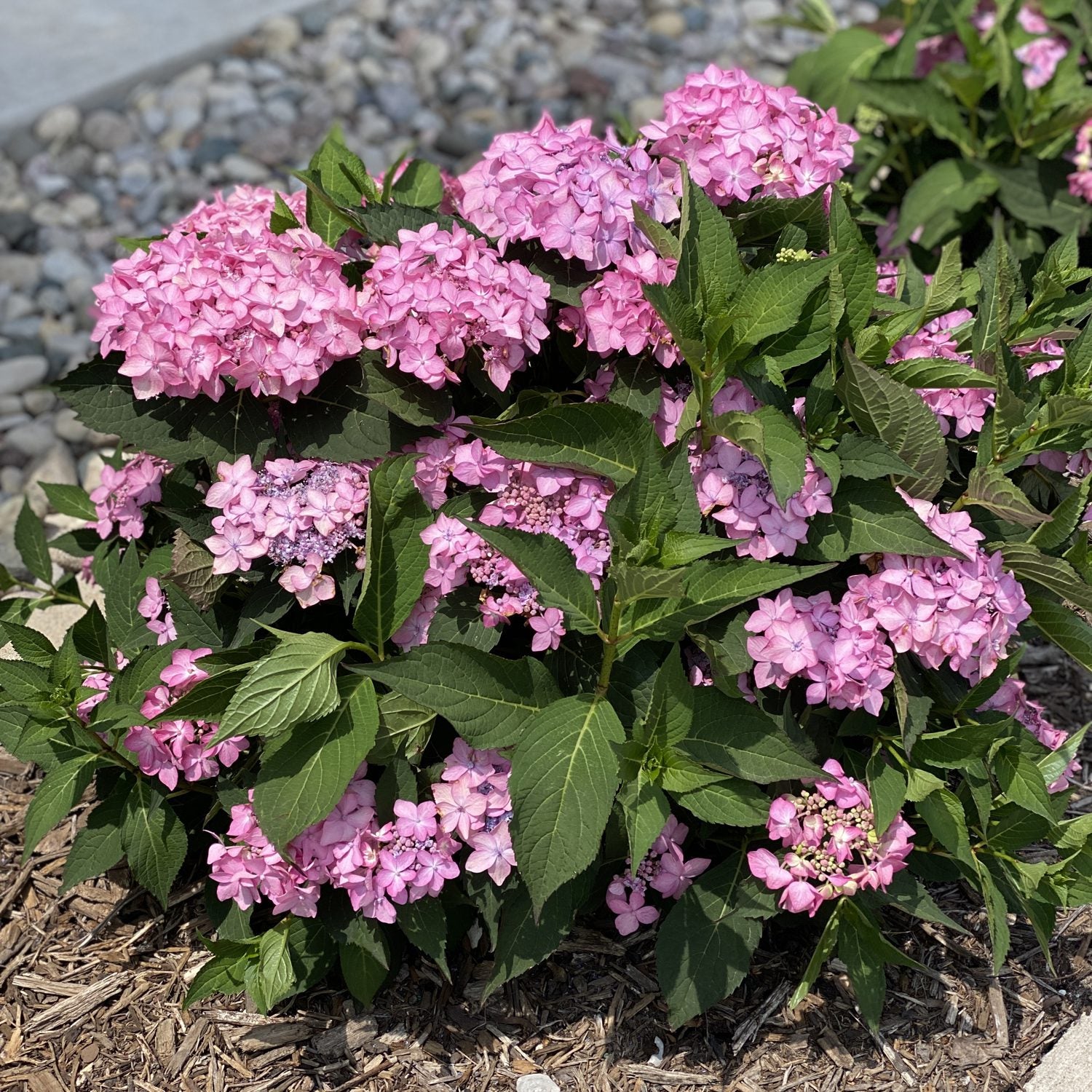 Let's Dance Can Do!® Bigleaf Hydrangea | Garden Crossings