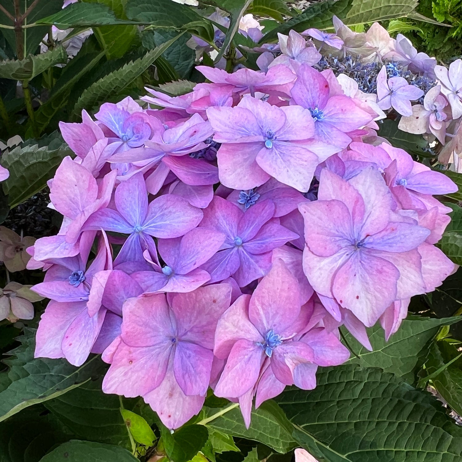 Let's Dance Can Do!® Bigleaf Hydrangea | Garden Crossings