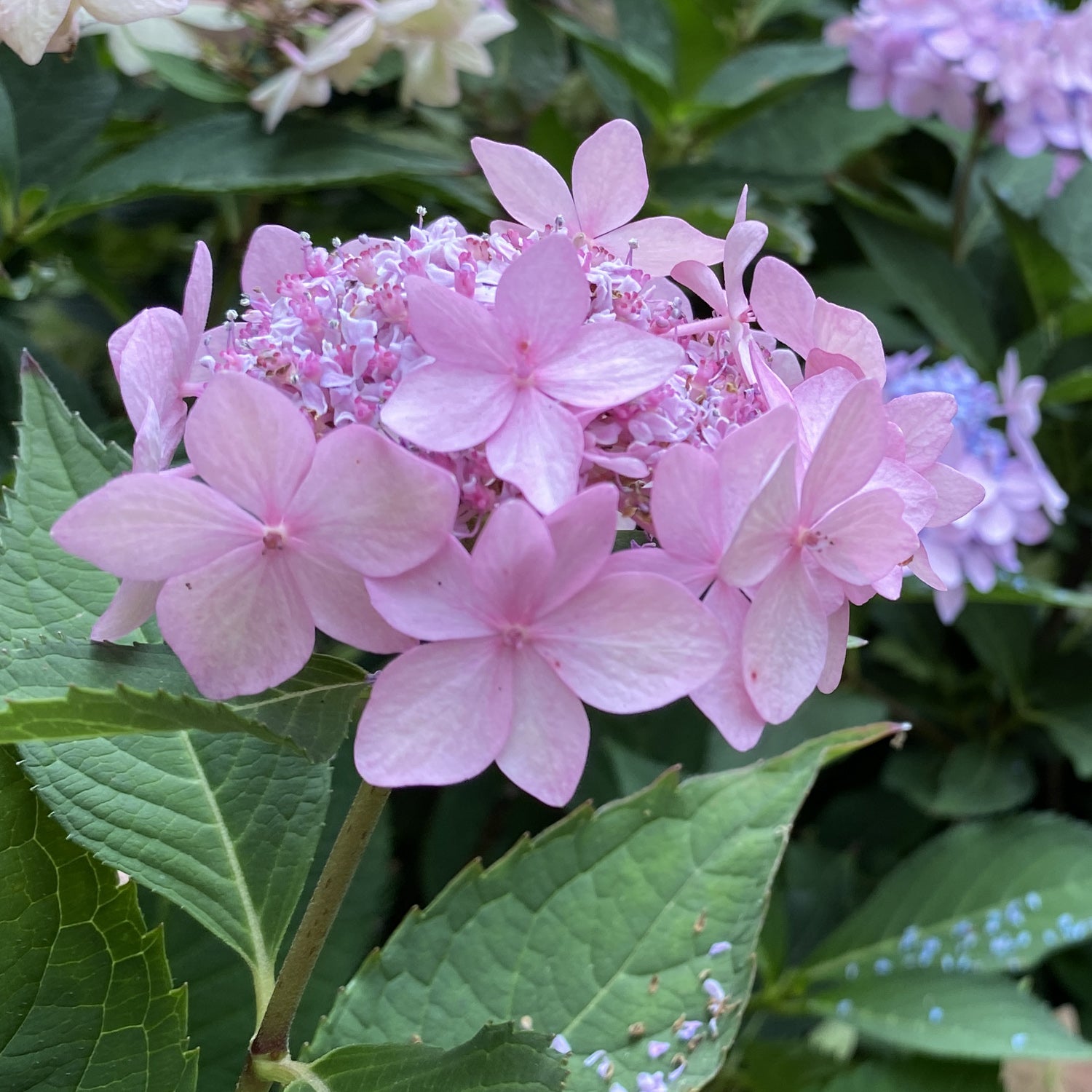 Let's Dance Can Do!® Bigleaf Hydrangea | Garden Crossings