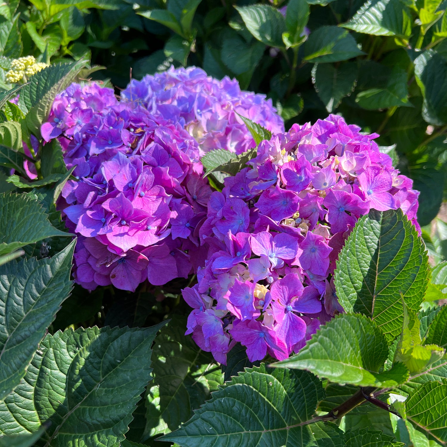Let's Dance Lovable® Bigleaf Hydrangea