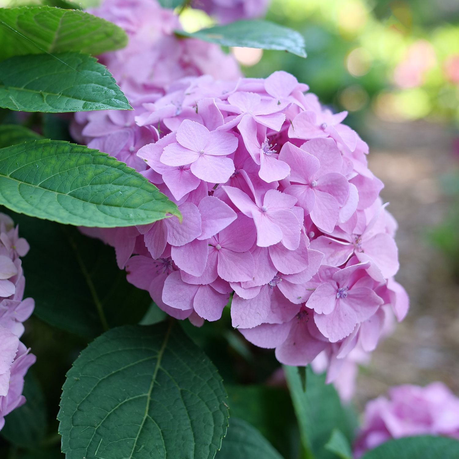 Let's Dance Sky View® Bigleaf Hydrangea | Garden Crossings