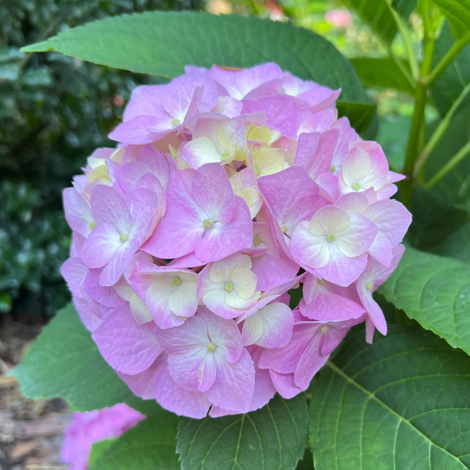 Let's Dance Sky View® Bigleaf Hydrangea | Garden Crossings
