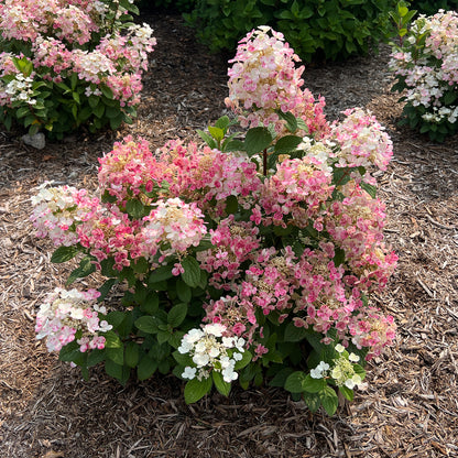 Little Quick Fire® Panicle Hydrangea - Photo Property of Garden Crossings LLC