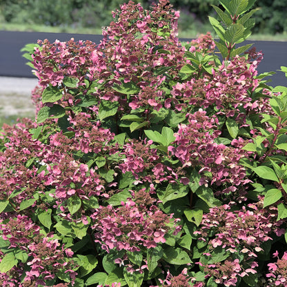 Little Quick Fire® Panicle Hydrangea - Photo Property of Garden Crossings LLC
