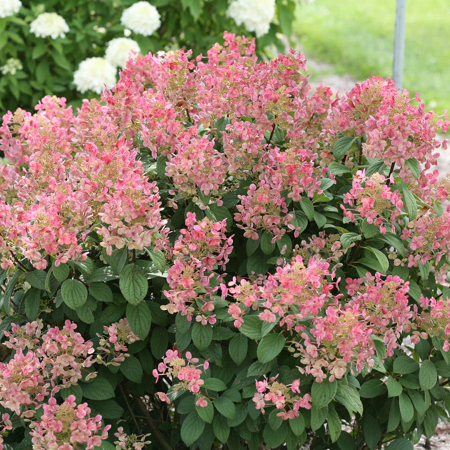 Little Quick Fire® Panicle Hydrangea - Photo Courtesy of Proven Winners, Inc.