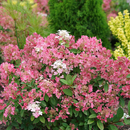 Little Quick Fire® Panicle Hydrangea - Photo Courtesy of Proven Winners, Inc.