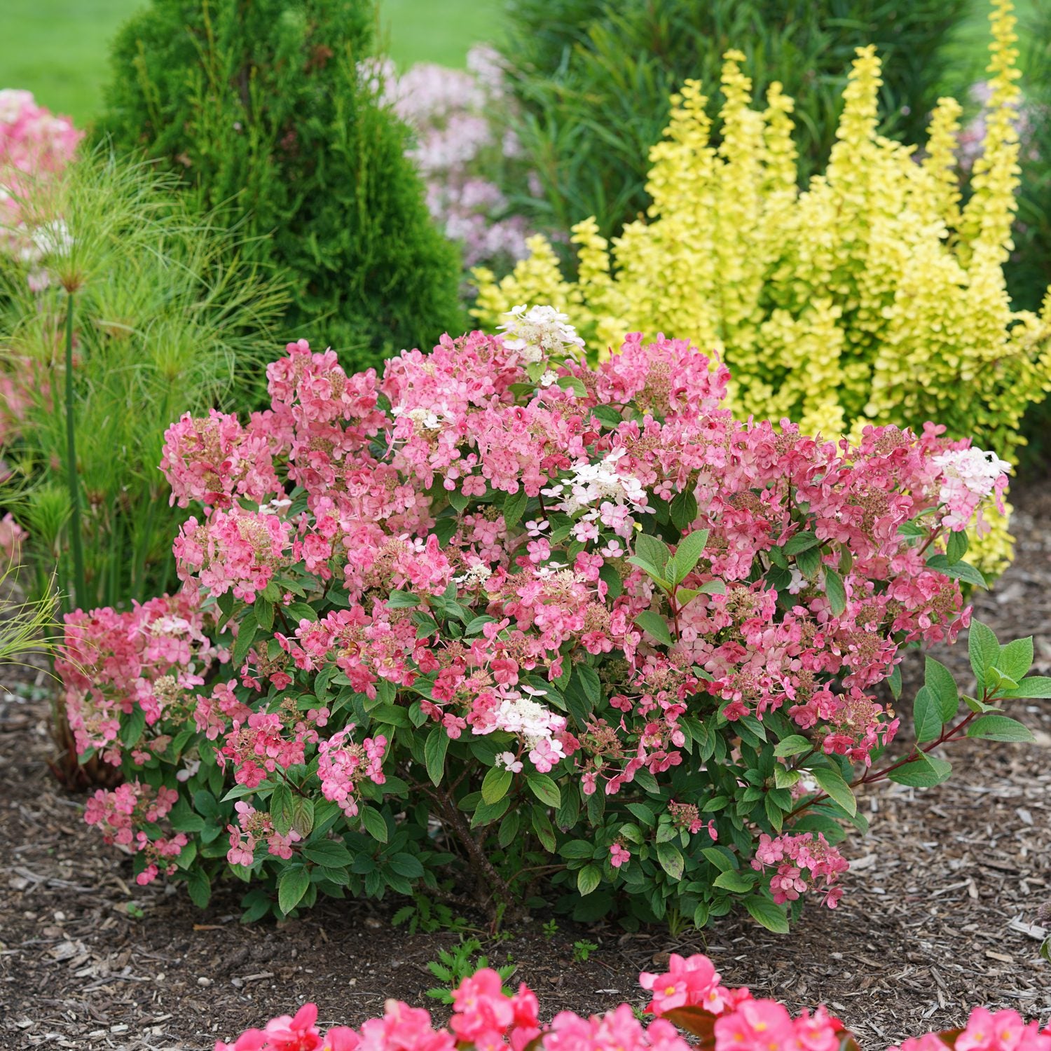 Little Quick Fire® Panicle Hydrangea - Photo Courtesy of Proven Winners, Inc.
