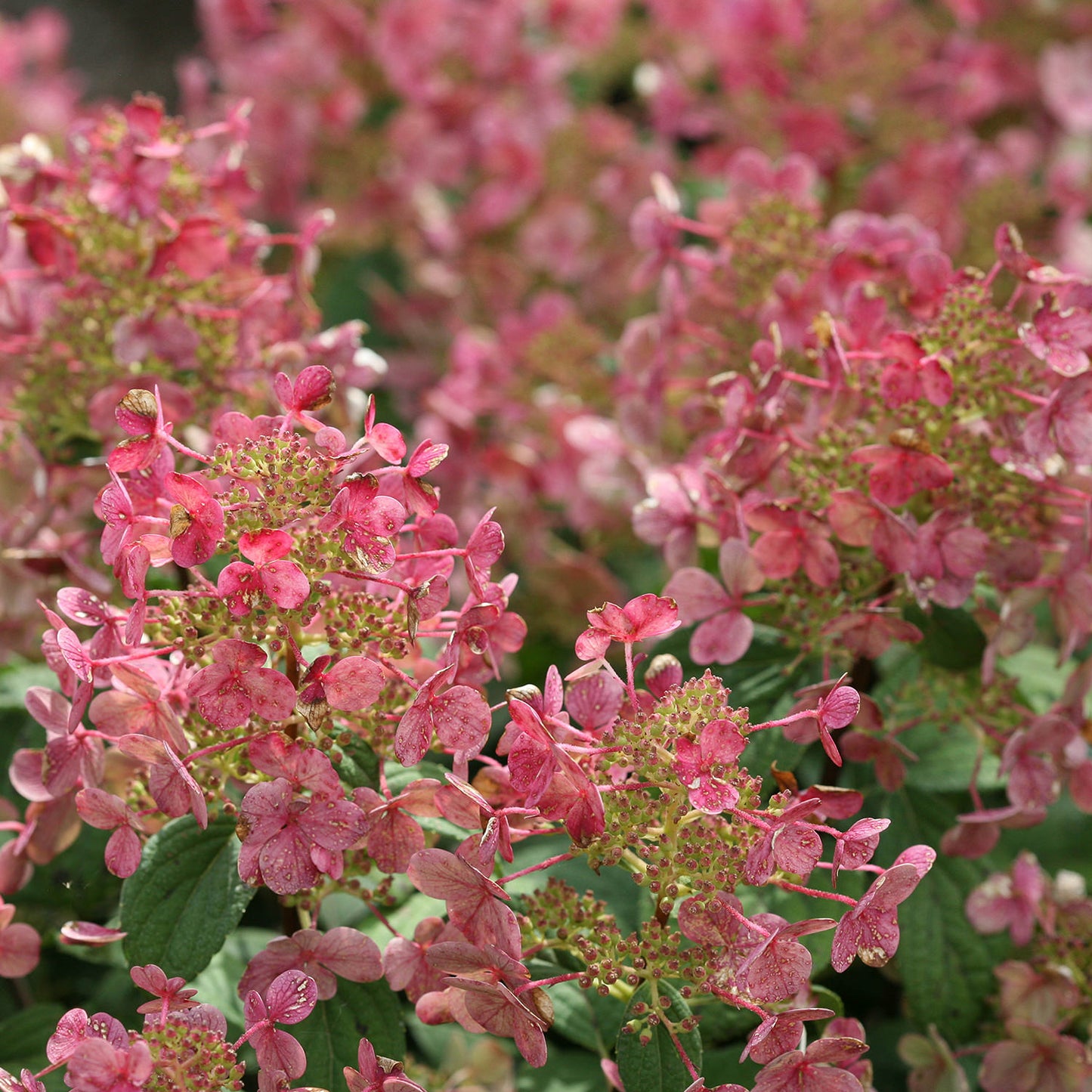 Little Quick Fire® Panicle Hydrangea - Photo Courtesy of Proven Winners, Inc.