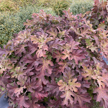 Top-down view of the Gatsby Glow Ball® Oakleaf Hydrangea displays large, lobed leaves in red, purple, and green tones resembling autumn colors. Green foliage can be seen in the background - Photo Courtesy of Proven Winners, Inc.