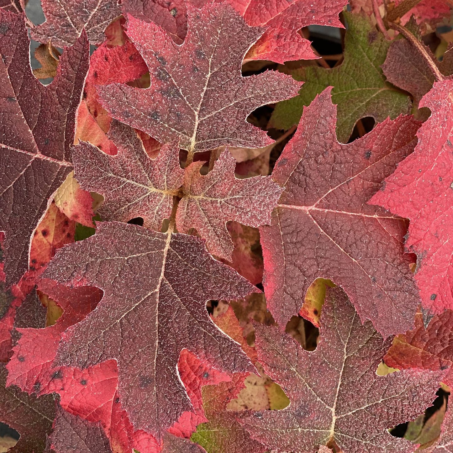 A close-up of overlapping autumn leaves in red and burgundy, with visible veins and texture, hints of green and yellow beneath, from the Gatsby Glow Ball® Oakleaf Hydrangea - Photo Courtesy of Proven Winners, Inc.