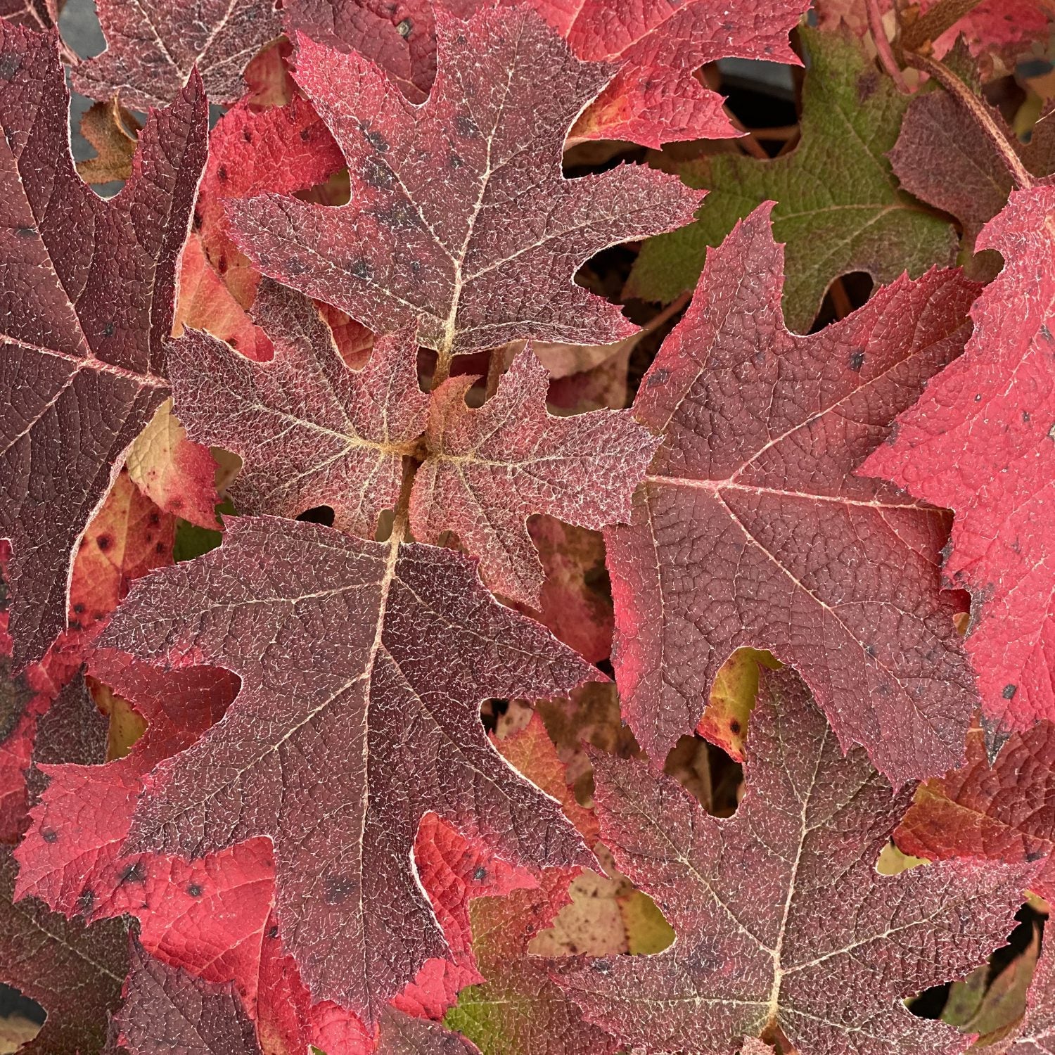 A close-up of overlapping autumn leaves in red and burgundy, with visible veins and texture, hints of green and yellow beneath, from the Gatsby Glow Ball® Oakleaf Hydrangea - Photo Courtesy of Proven Winners, Inc.