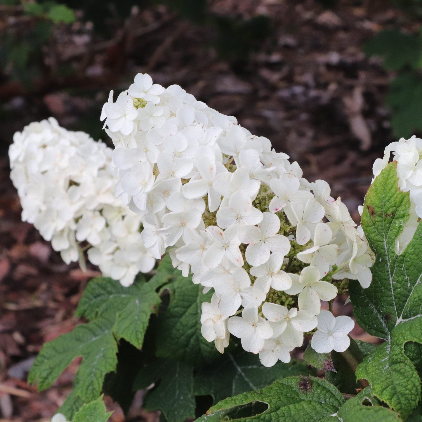 A close-up of Gatsby Glow Ball® Oakleaf Hydrangea highlights a cluster of white blooms with delicate petals, surrounded by green leaves. The blurred background reveals brown mulch and additional oakleaf hydrangea foliage - Photo Courtesy of Proven Winners, Inc.