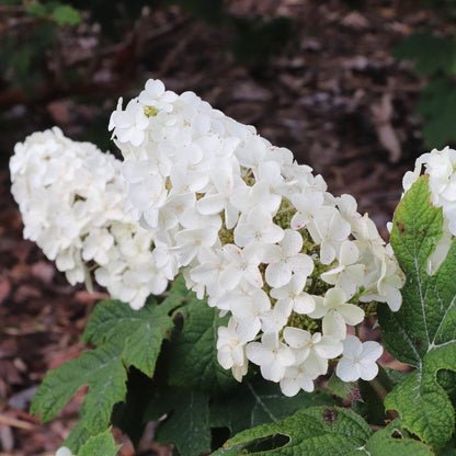A close-up of Gatsby Glow Ball® Oakleaf Hydrangea highlights a cluster of white blooms with delicate petals, surrounded by green leaves. The blurred background reveals brown mulch and additional oakleaf hydrangea foliage - Photo Courtesy of Proven Winners, Inc.