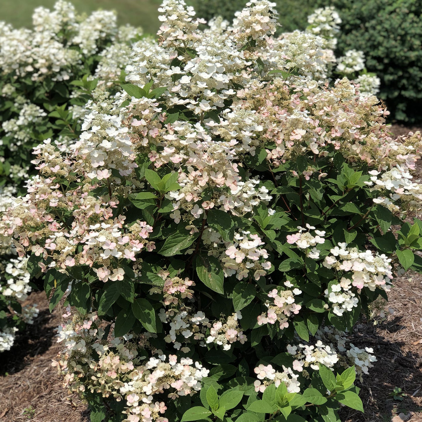 Little Quick Fire® Panicle Hydrangea - Photo Property of Garden Crossings LLC