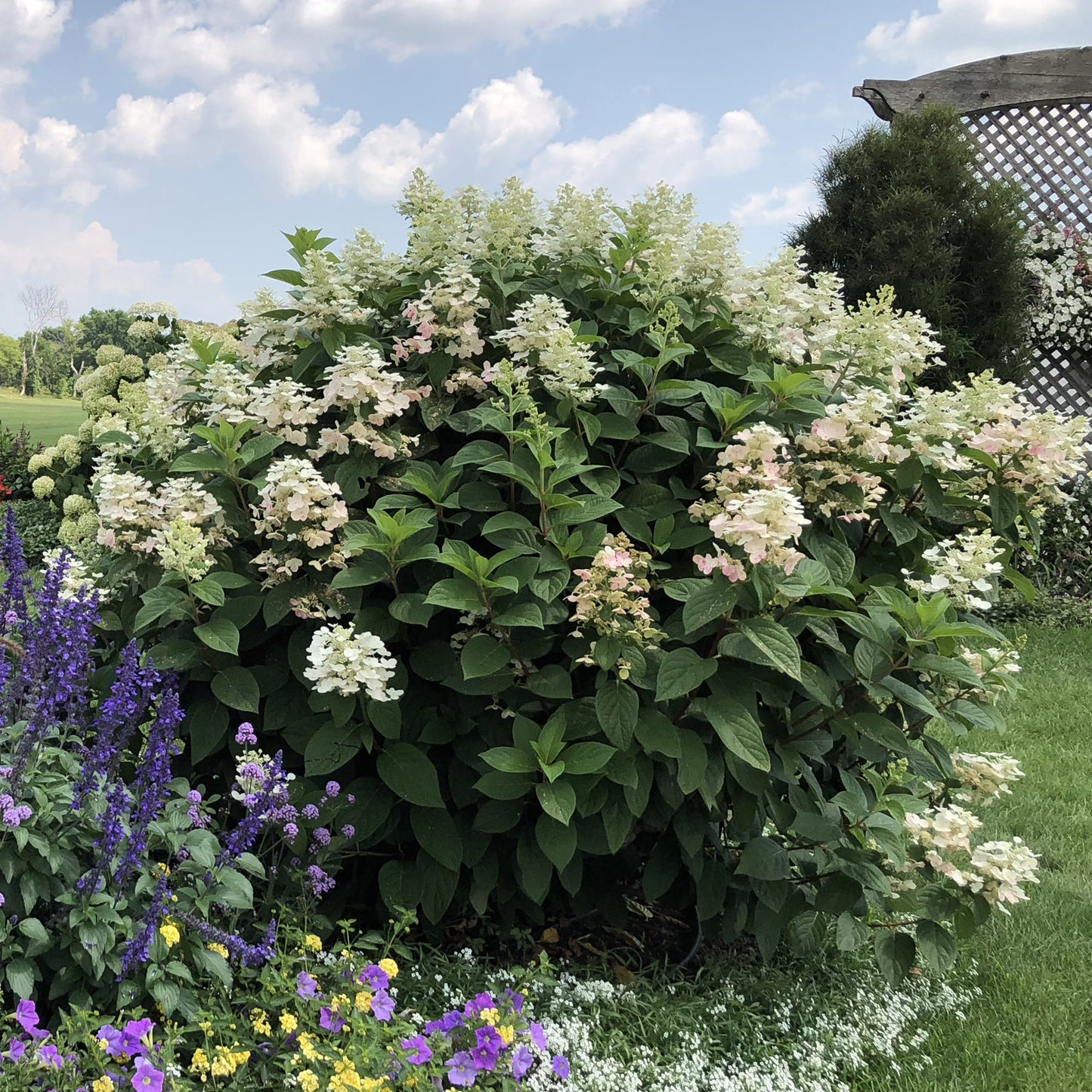 Little Quick Fire® Panicle Hydrangea - Photo Property of Garden Crossings LLC