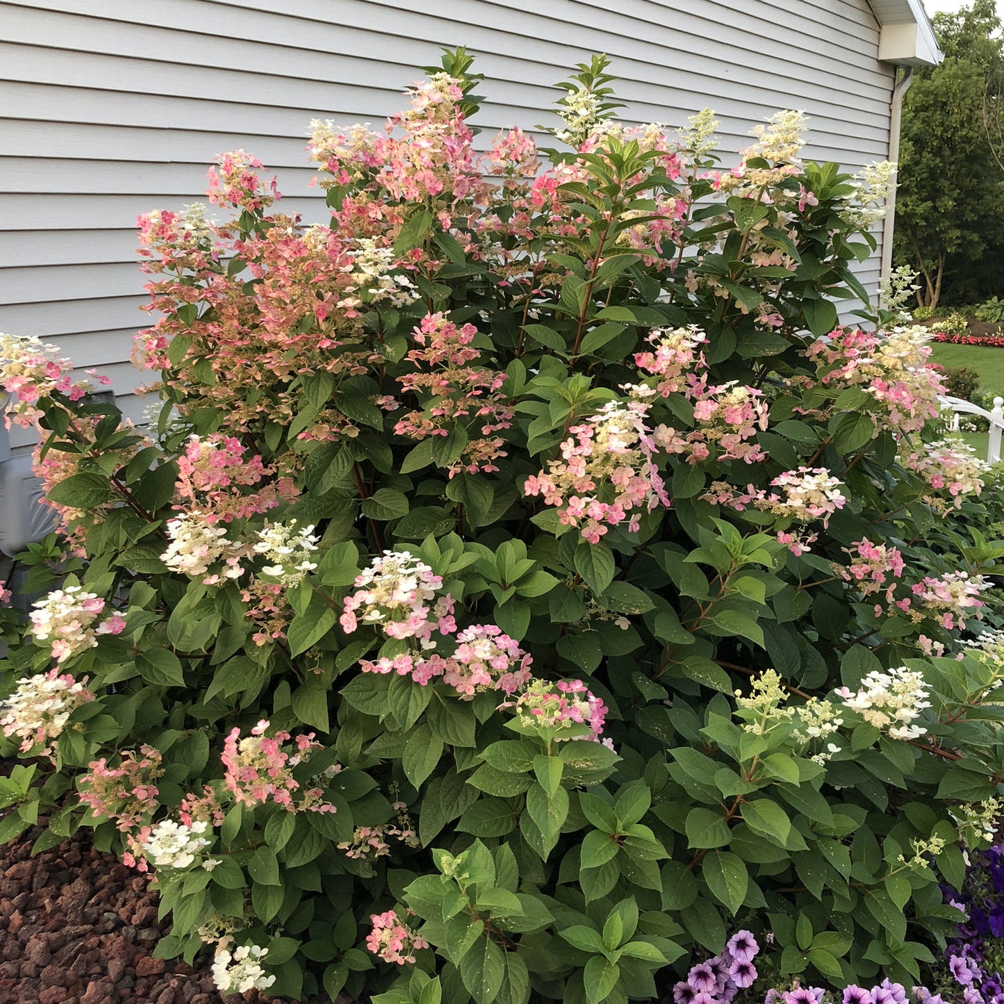 Little Quick Fire® Panicle Hydrangea - Photo Property of Garden Crossings LLC