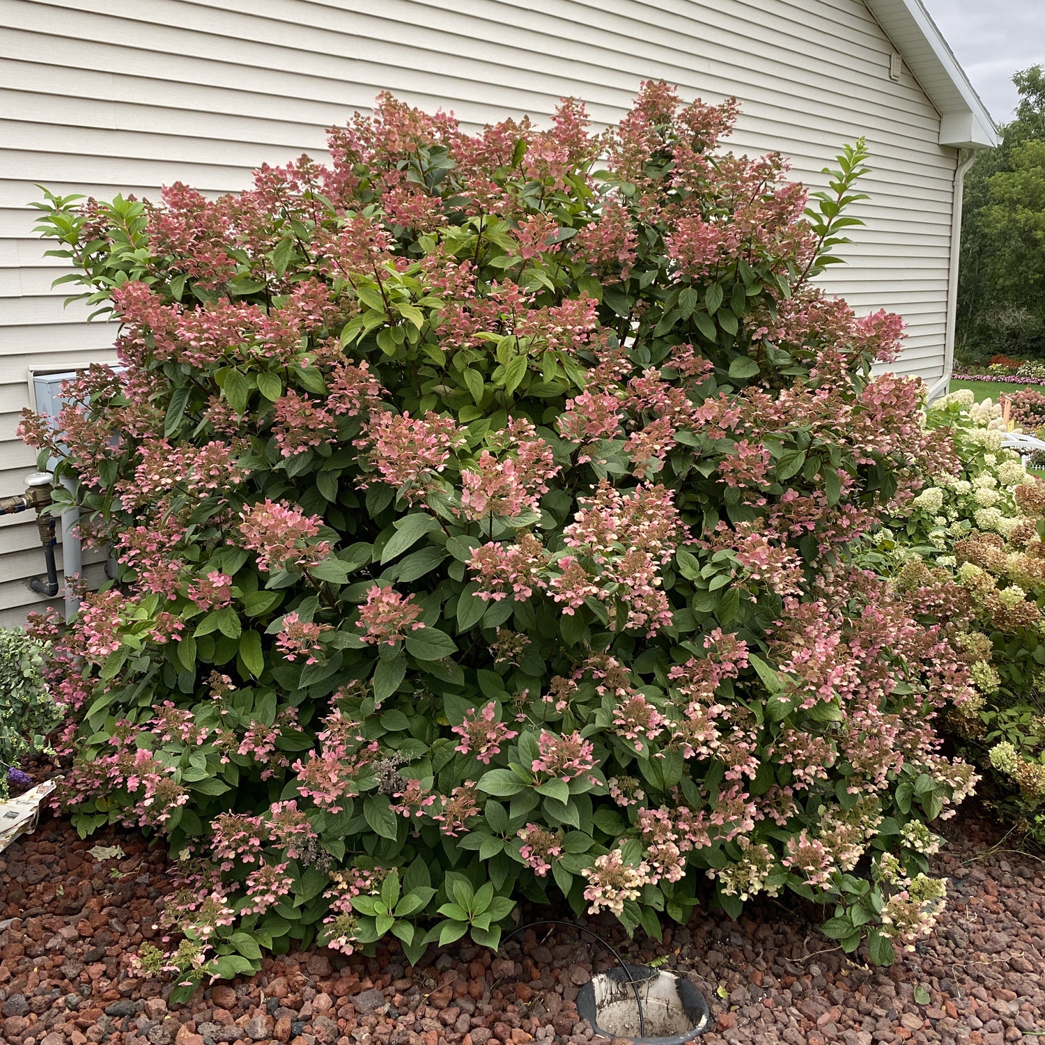 Little Quick Fire® Panicle Hydrangea - Photo Property of Garden Crossings LLC