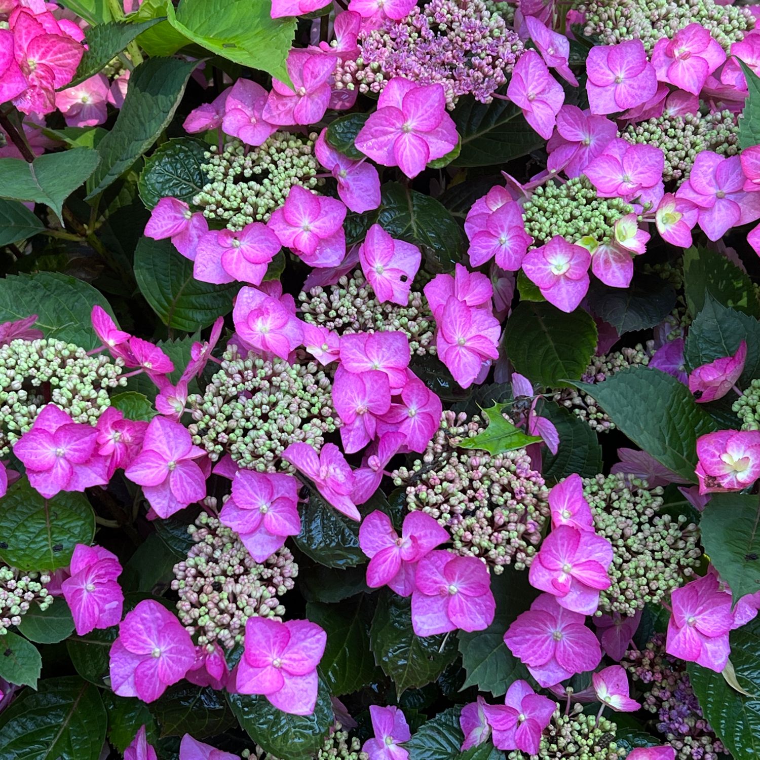 Tuff Stuff Top Fun® Mountian Hydrangea - Photo Property of Garden Crossings LLC