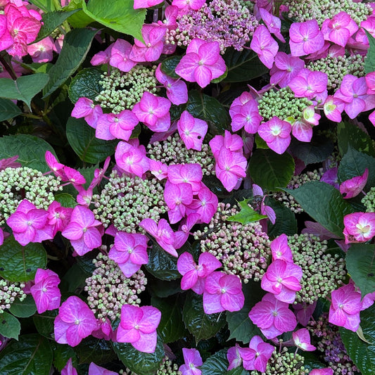 Tuff Stuff Top Fun® Mountian Hydrangea - Photo Property of Garden Crossings LLC