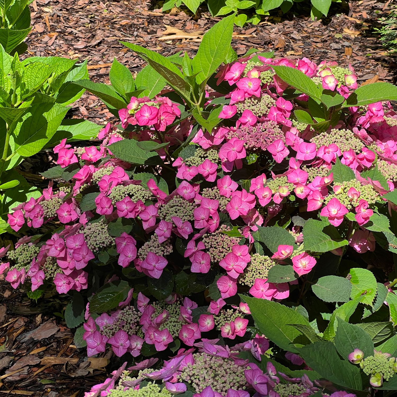 Proven Winners Tuff Stuff Hydrangea