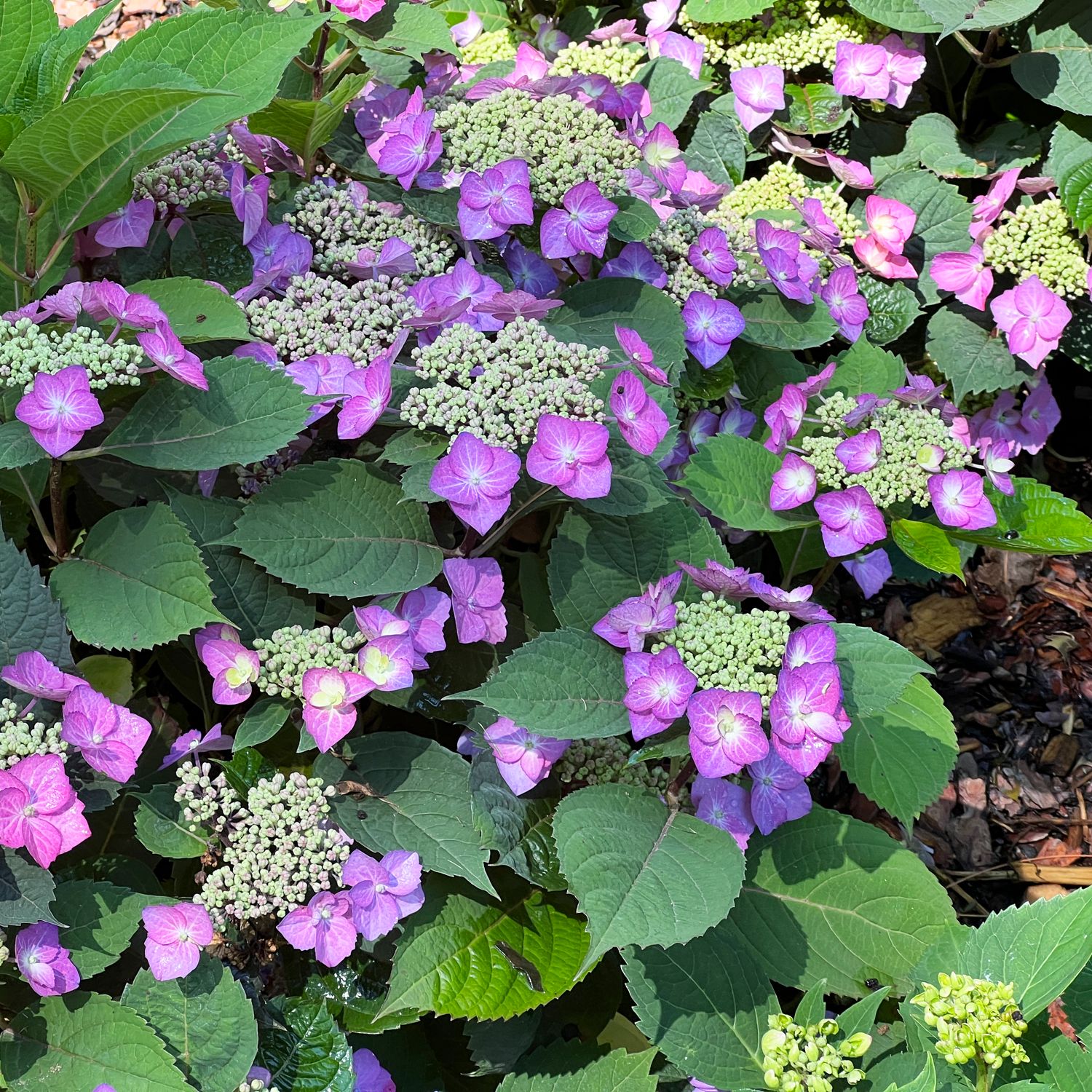 Tuff Stuff Top Fun® Mountain Hydrangea | Cold Hardy