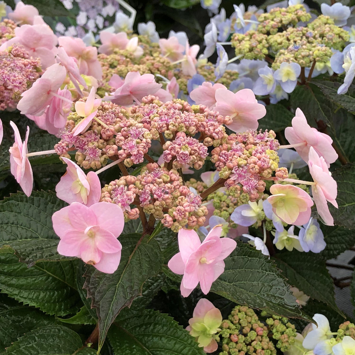 Clusters of pink and pale purple blooms adorn the Tiny Tuff Stuff™ Mountain Hydrangea, a compact reblooming shrub. Its green foliage frames both budding and open flowers, bringing texture and vibrant color to any garden. - Photo Property of Garden Crossings LLC