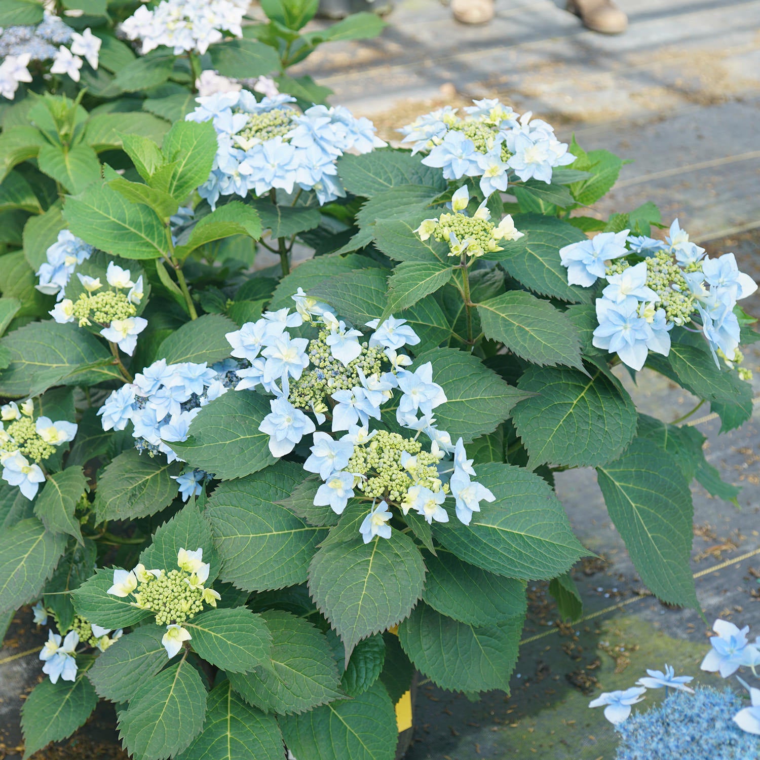Tuff Stuff Ah-Ha® Mountian Hydrangea | Garden Crossings