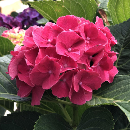 Wee Bit Grumpy® Bigleaf Hydrangea - Photo Property of Garden Crossings LLC