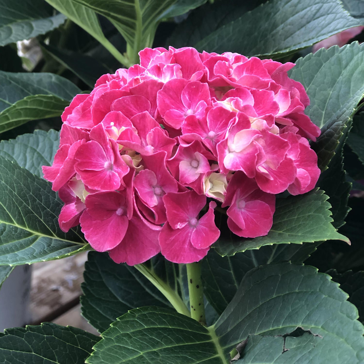 Wee Bit Grumpy® Bigleaf Hydrangea - Photo Property of Garden Crossings LLC