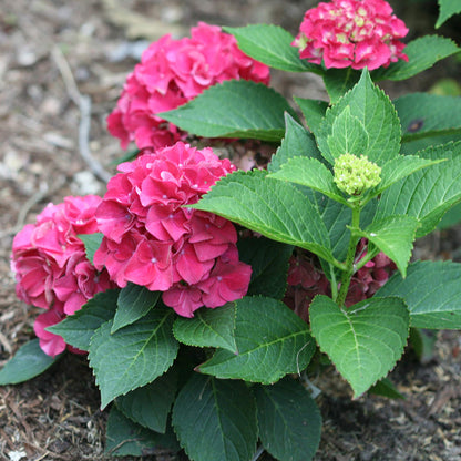 Wee Bit Grumpy® Bigleaf Hydrangea - Photo Courtesy of Proven Winners, Inc.