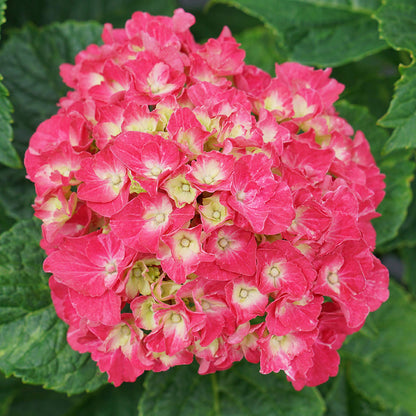 Wee Bit Grumpy® Bigleaf Hydrangea - Photo Courtesy of Proven Winners, Inc.
