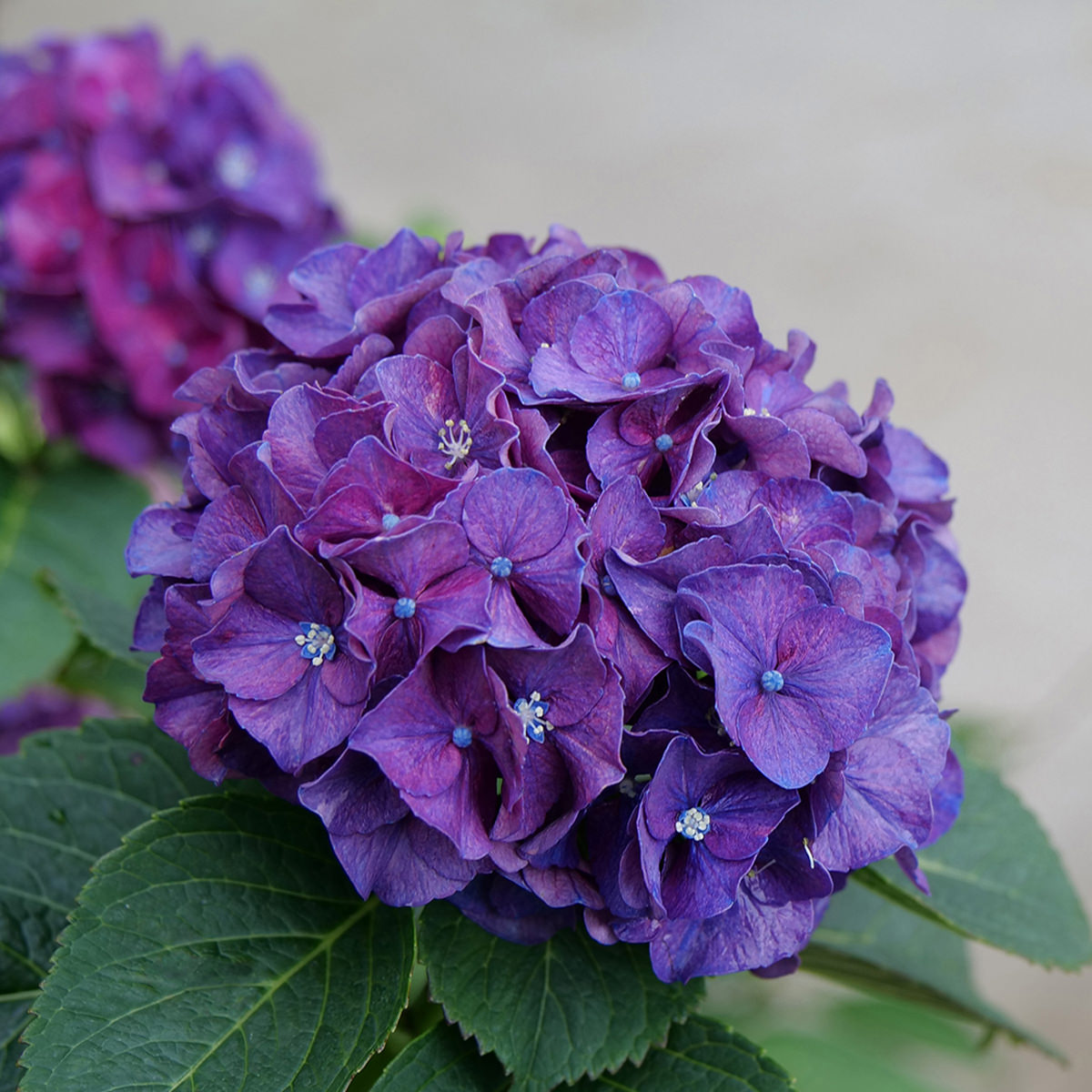 Wee Bit Grumpy® Bigleaf Hydrangea - Photo Courtesy of Proven Winners, Inc.