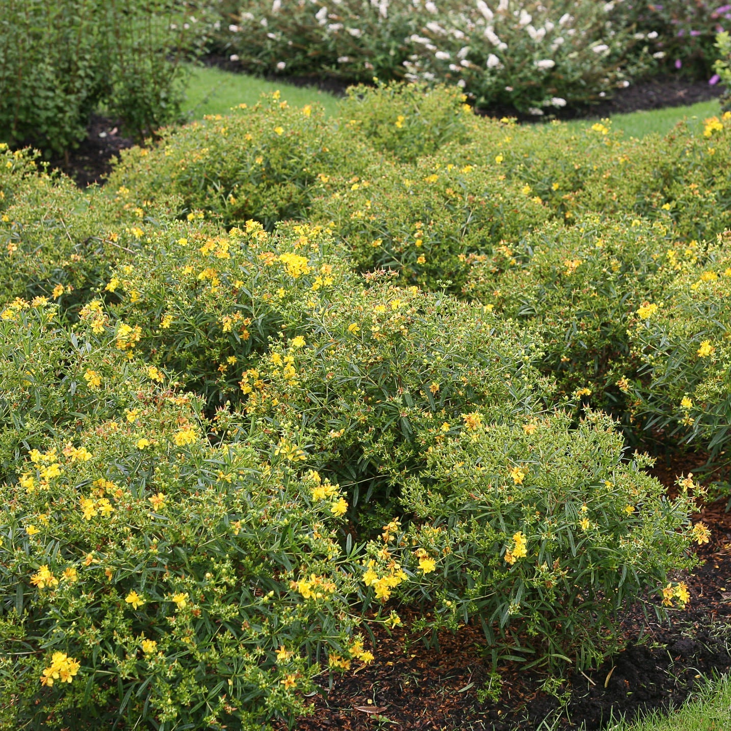 Several compact green shrubs, including deer resistant Sunny Boulevard® St. John's Wort (Hypericum) with small yellow flowers, grow in a lush garden bed surrounded by grass and other flowering plants. The scene appears vibrant and well-maintained - Photo Courtesy of Proven Winners, Inc.